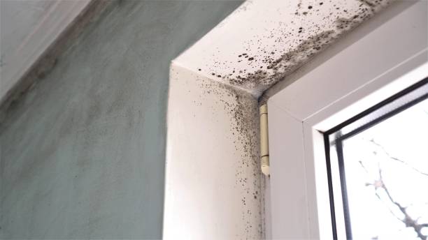 Office Mold Removal Services in Cross Plains, TN