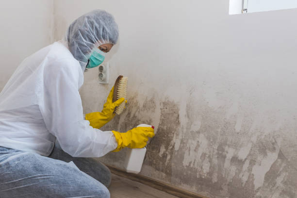 Best Certified Mold Removal  in Cross Plains, TN