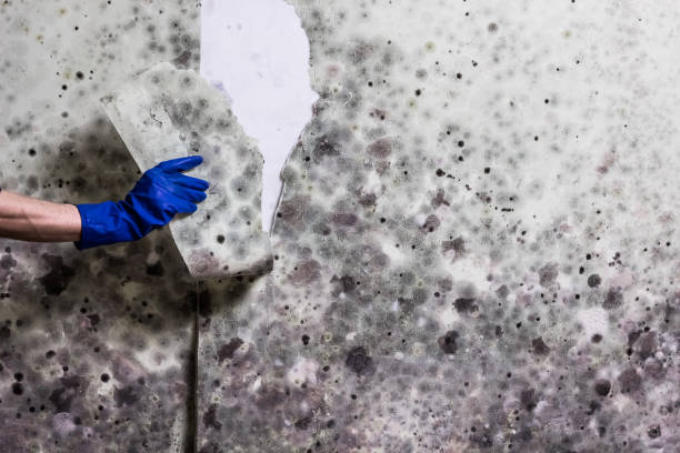 Best Mold Testing  in Cross Plains, TN