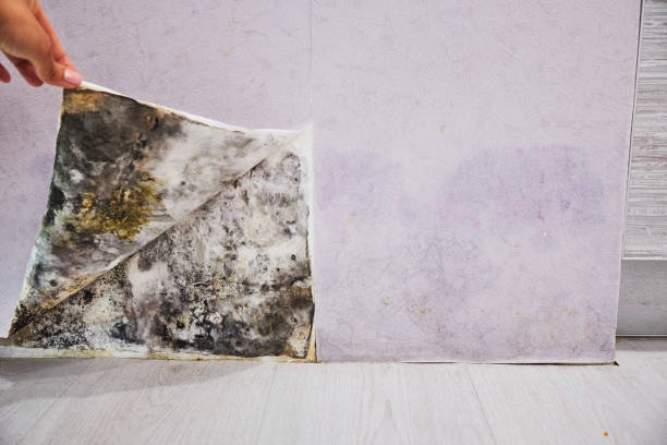 Best Mold Testing  in Cross Plains, TN